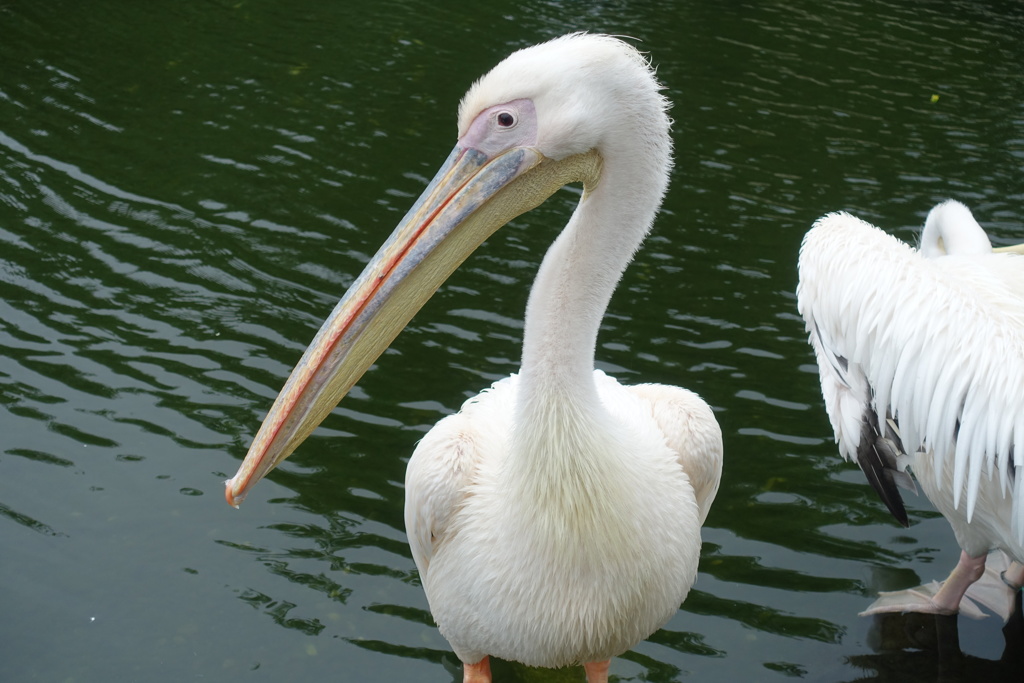 ペリカンのカメラ目線