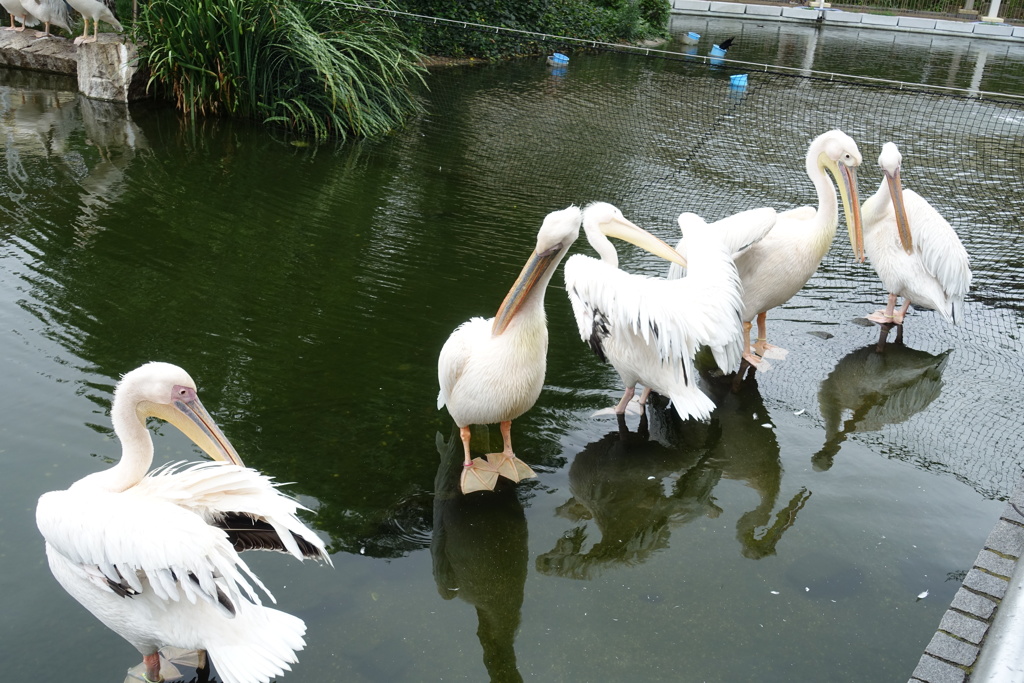 ペリカンの戯れ