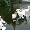 ペリカンの戯れ