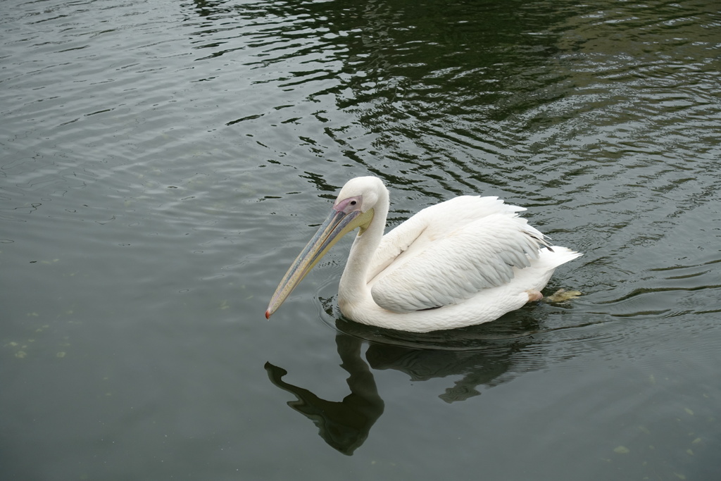 泳ぐペリカン