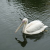 泳ぐペリカン