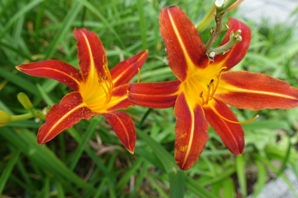 赤色が力強いね