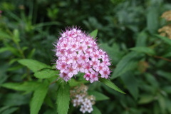 集まって咲くんだね