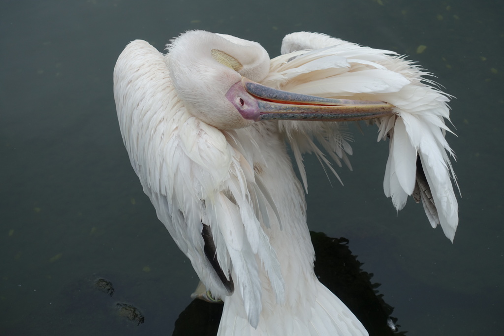 ペリカンのリラックス