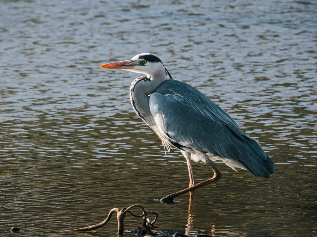 アオサギ　DSCN0038