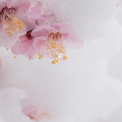 関東大雪　DSCN0793