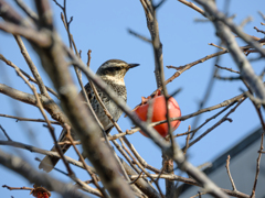 ツグミ　DSCN0022
