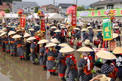 花田植