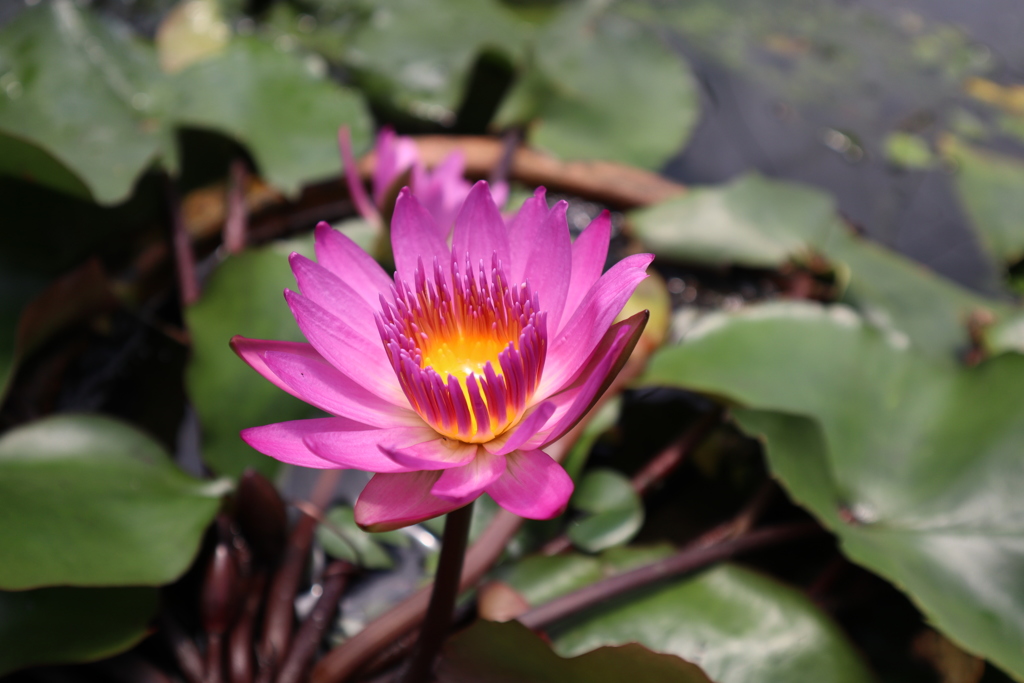 Flower in Cameron Highlands