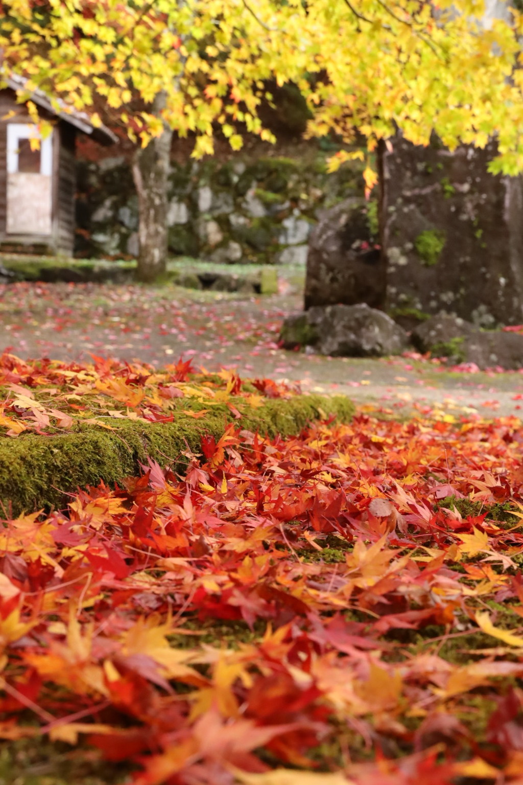紅葉じゅうたん