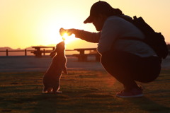 大久野島のウサギと夕陽