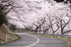SAKURA ROAD