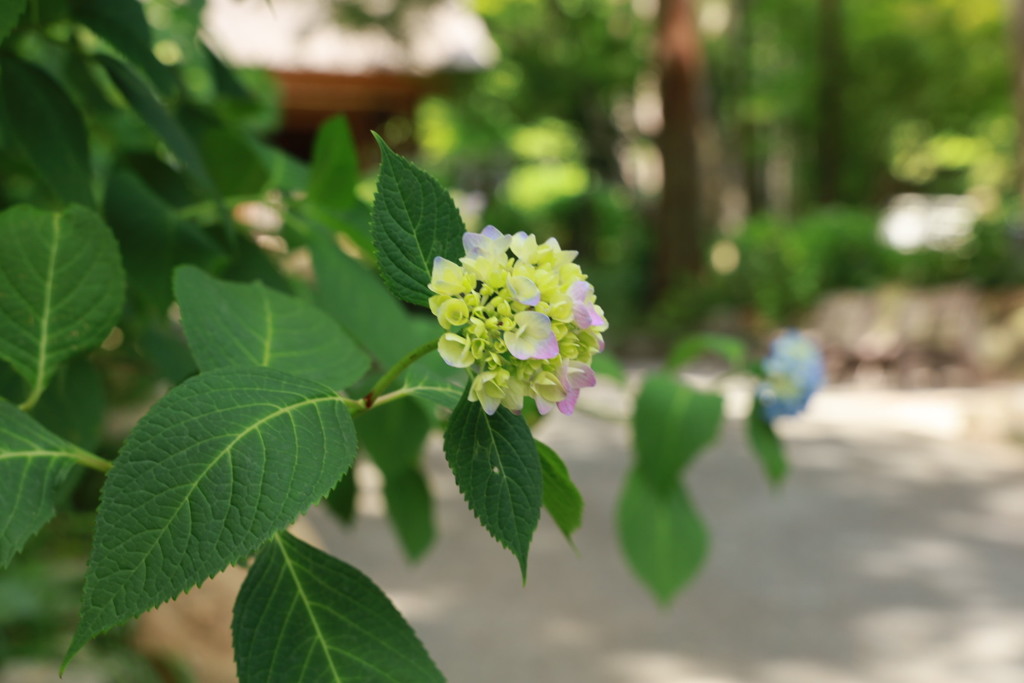 紫陽花