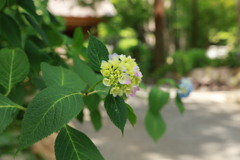 紫陽花