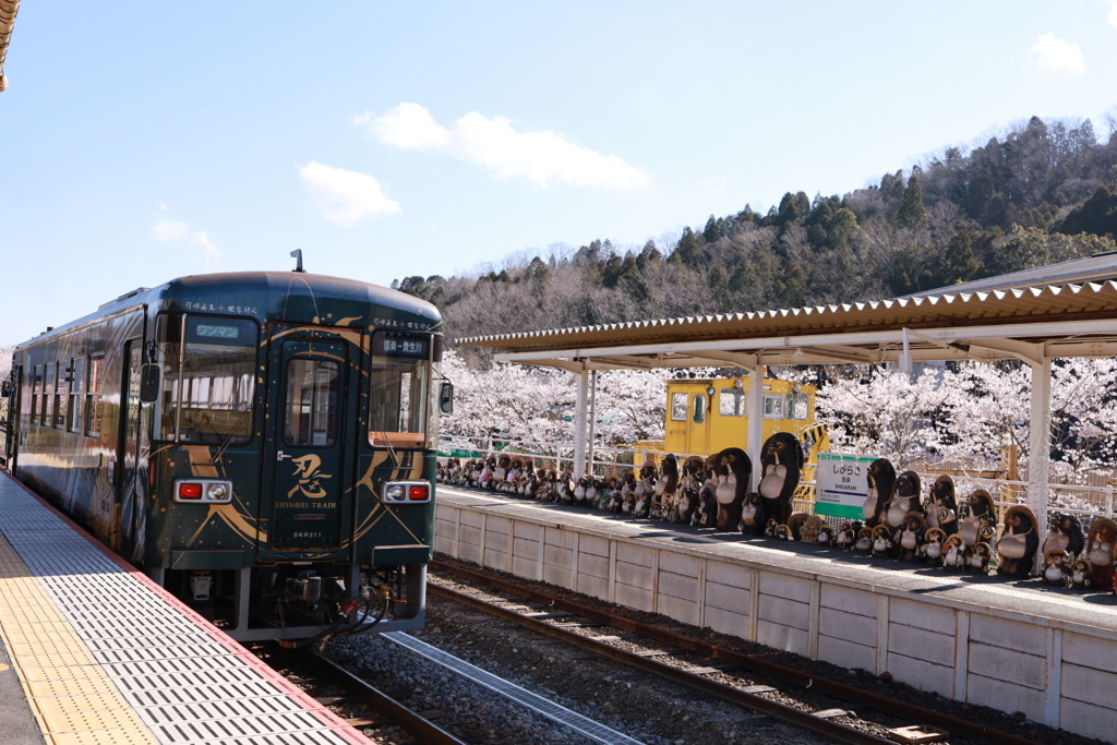 忍者列車と桜