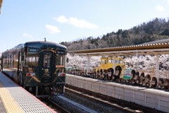 忍者列車と桜
