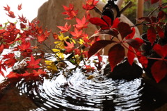 紅葉と静かな音