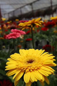 Flower in Cameron Highlands