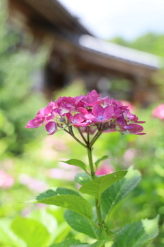 可愛い紫陽花