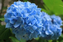 セルリアンブルー