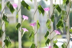 朝顔のフェンス