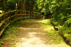 ゲゲゲの小路