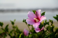 浜辺のハイビスカス
