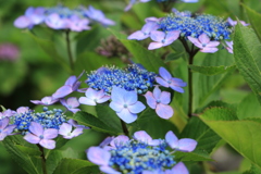 紫陽花のお寺