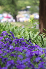 蝶々 万博記念公園内にて