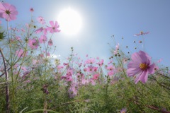 秋桜
