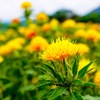 紅花畑