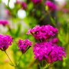 この花の名前を僕は知らない。