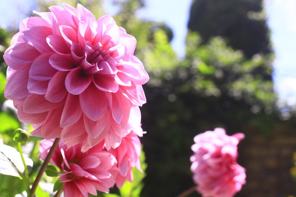 からっぽな花