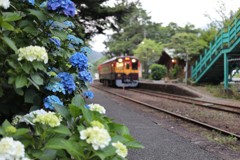 わ鐵　アジサイ