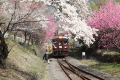 わ鐵と花桃