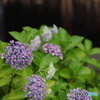 紫陽花