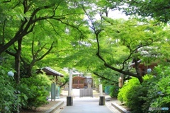 夏の神社