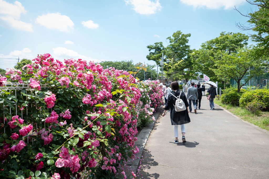 INA ROSE GARDEN