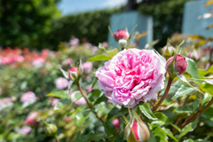 INA ROSE GARDEN