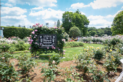 INA ROSE GARDEN