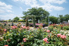 INA ROSE GARDEN