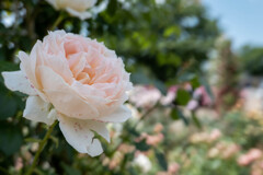 INA ROSE GARDEN