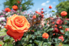 INA ROSE GARDEN