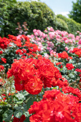 NA ROSE GARDEN