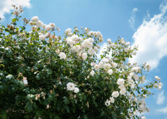 INA ROSE GARDEN