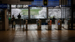 相鉄線弥生台駅 さくら
