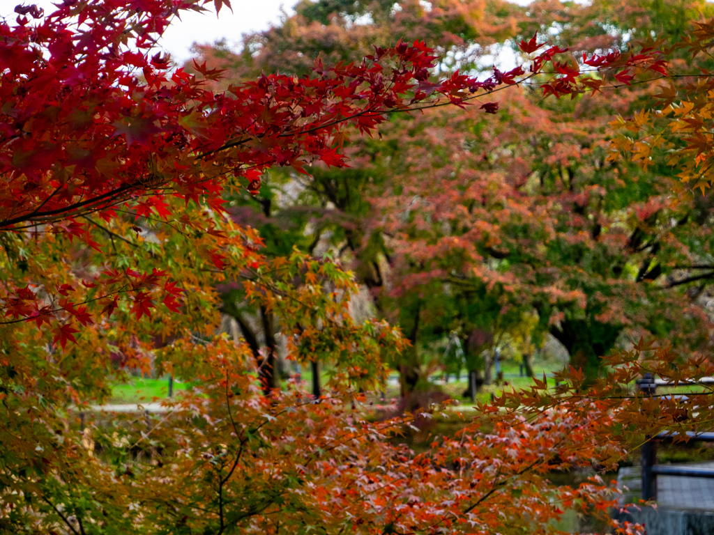 植物園の紅葉