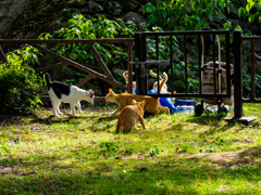 猫の集会