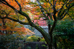 Kyoto Japan