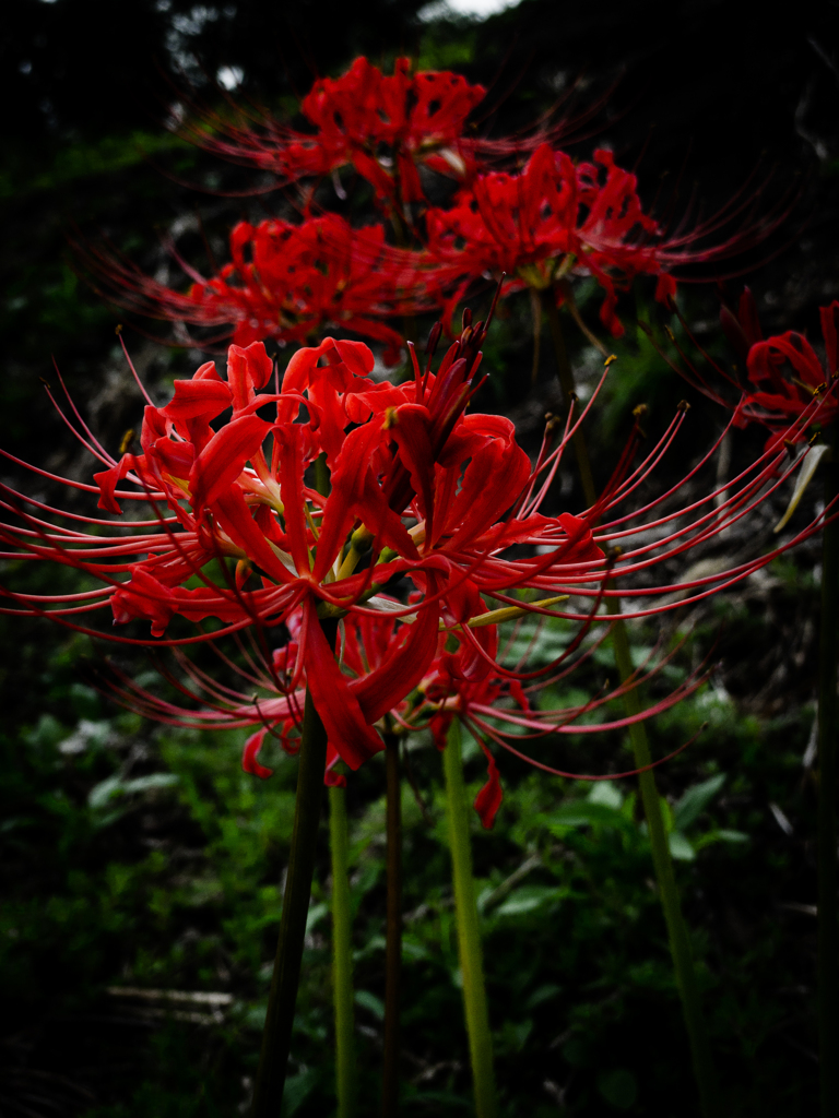 曼珠沙華